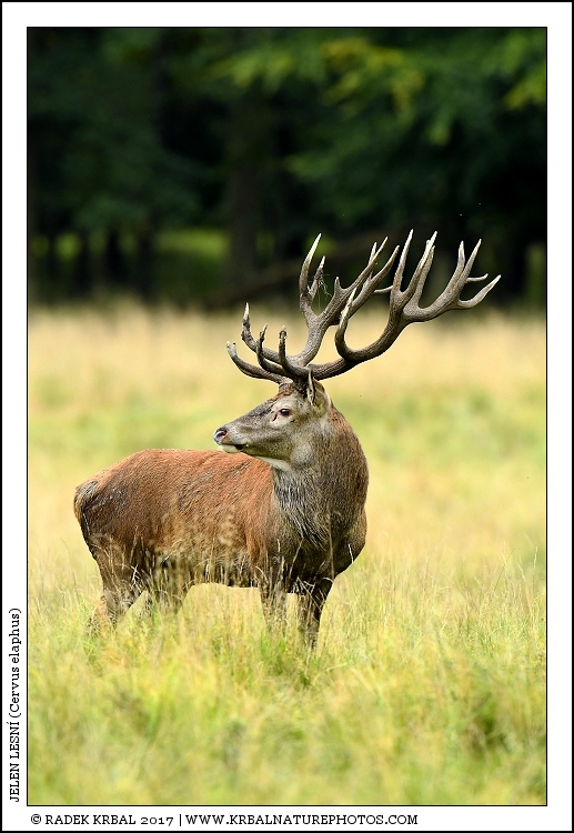 Jelen lesn� | Red Deer | Rothirsch | Cervus elaphus