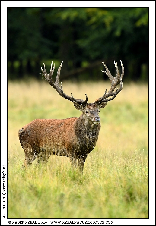 Jelen lesn� | Red Deer | Rothirsch | Cervus elaphus