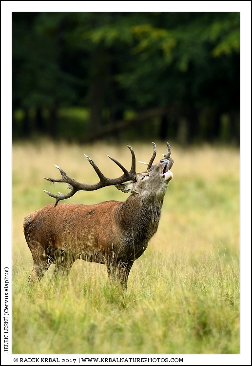 Jelen lesn� | Red Deer | Rothirsch | Cervus elaphus