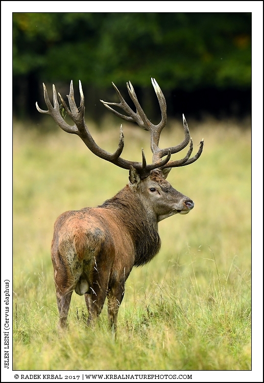 Jelen lesn� | Red Deer | Rothirsch | Cervus elaphus