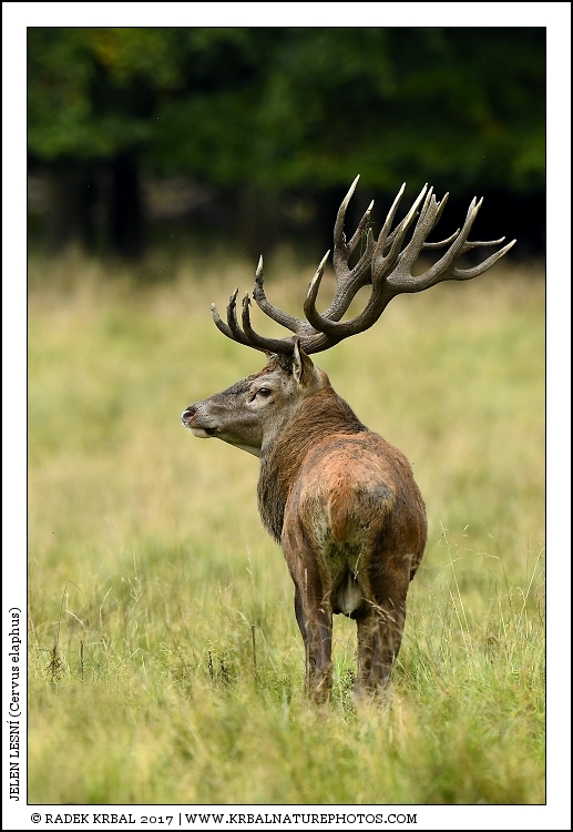 Jelen lesn� | Red Deer | Rothirsch | Cervus elaphus