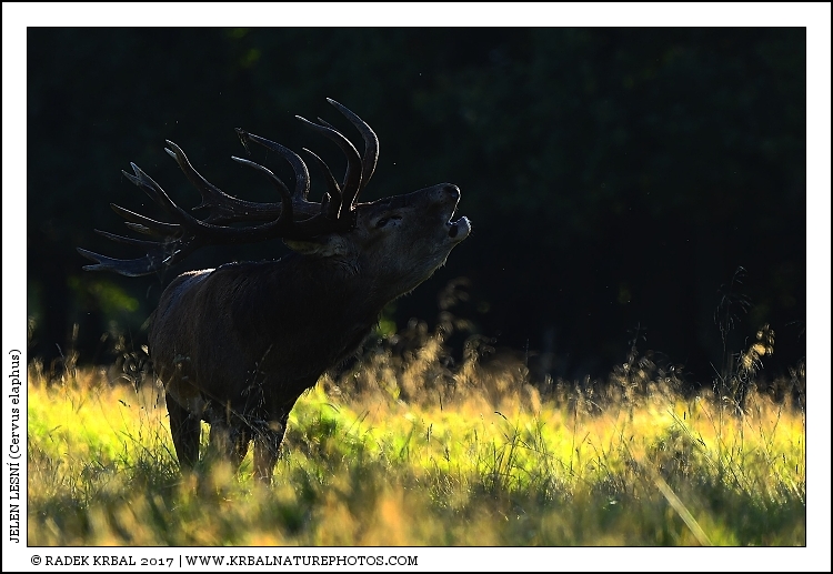 Jelen lesn� | Red Deer | Rothirsch | Cervus elaphus