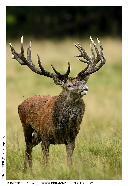 Jelen lesn� | Red Deer | Rothirsch | Cervus elaphus