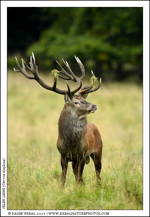 Jelen lesn� | Red Deer | Rothirsch | Cervus elaphus