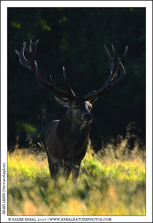 Jelen lesn� | Red Deer | Rothirsch | Cervus elaphus