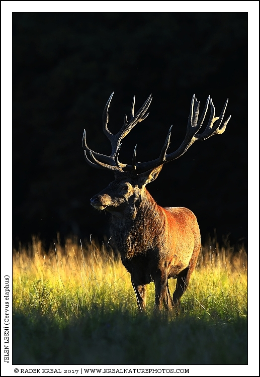 Jelen lesn� | Red Deer | Rothirsch | Cervus elaphus