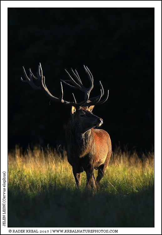 Jelen lesn� | Red Deer | Rothirsch | Cervus elaphus