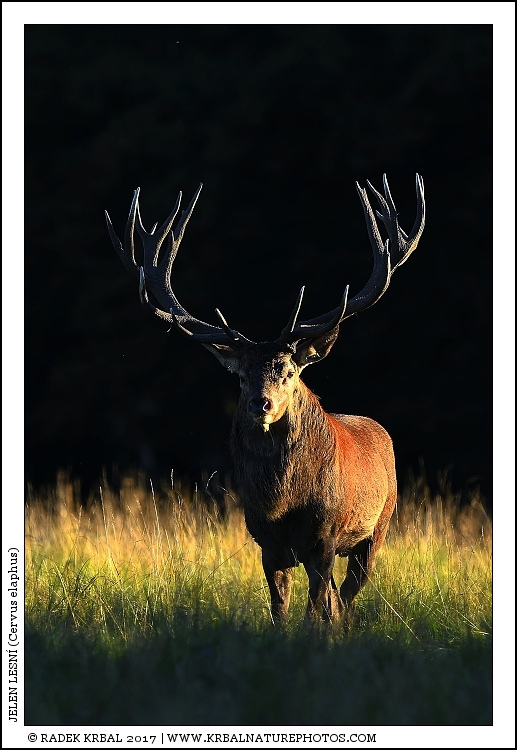 Jelen lesn� | Red Deer | Rothirsch | Cervus elaphus
