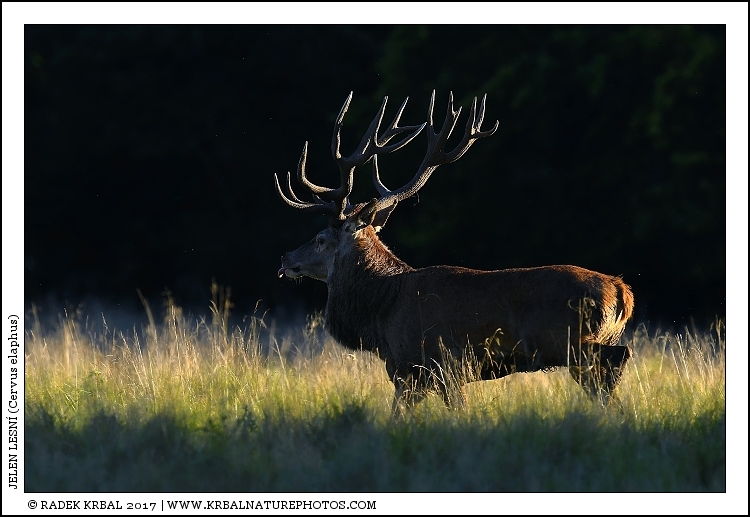 Jelen lesn� | Red Deer | Rothirsch | Cervus elaphus