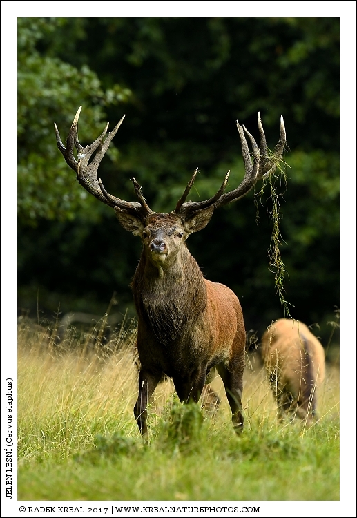 Jelen lesn� | Red Deer | Rothirsch | Cervus elaphus