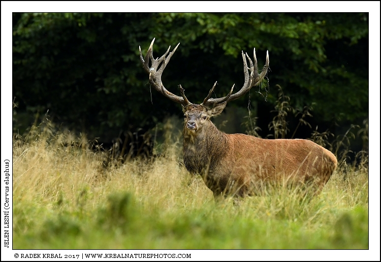Jelen lesn� | Red Deer | Rothirsch | Cervus elaphus
