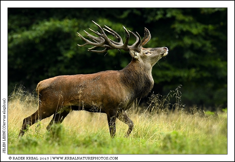 Jelen lesn� | Red Deer | Rothirsch | Cervus elaphus