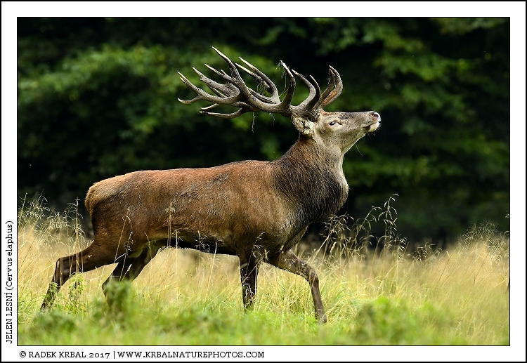 Jelen lesn� | Red Deer | Rothirsch | Cervus elaphus