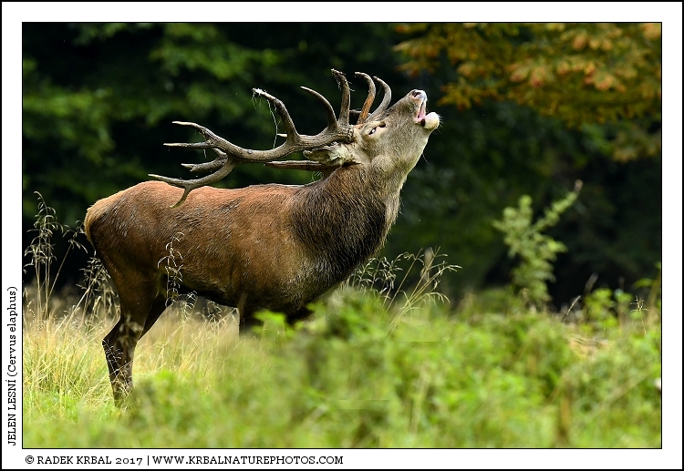 Jelen lesn� | Red Deer | Rothirsch | Cervus elaphus