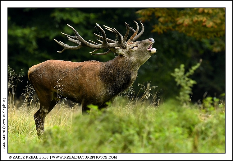 Jelen lesn� | Red Deer | Rothirsch | Cervus elaphus