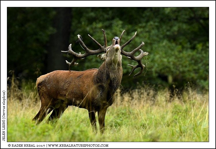 Jelen lesn� | Red Deer | Rothirsch | Cervus elaphus