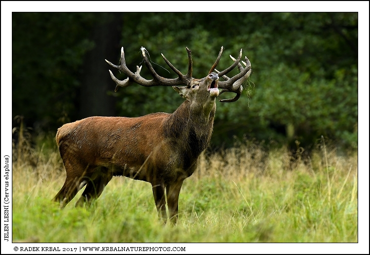 Jelen lesn� | Red Deer | Rothirsch | Cervus elaphus