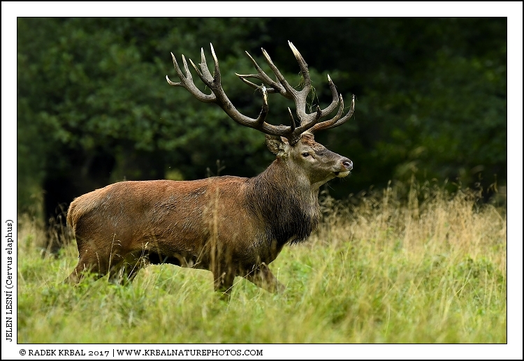 Jelen lesn� | Red Deer | Rothirsch | Cervus elaphus