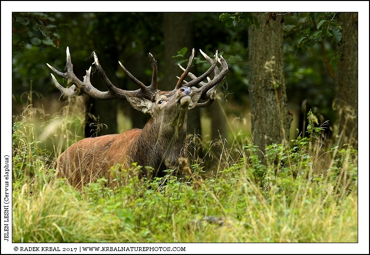 Jelen lesn� | Red Deer | Rothirsch | Cervus elaphus