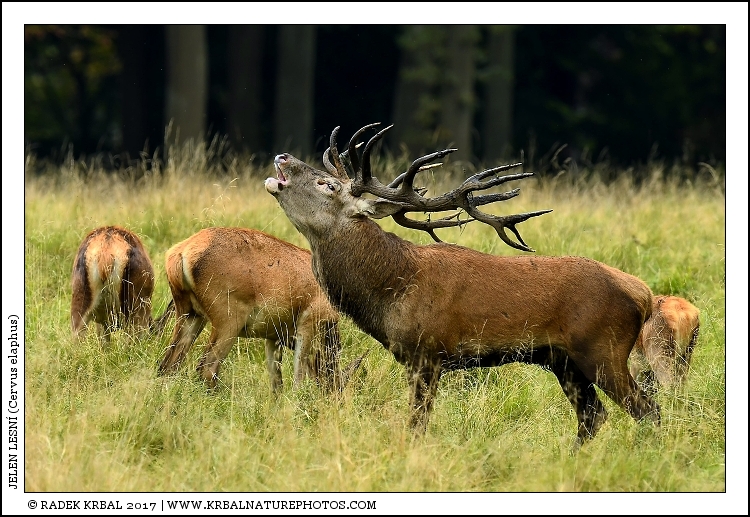 Jelen lesn� | Red Deer | Rothirsch | Cervus elaphus