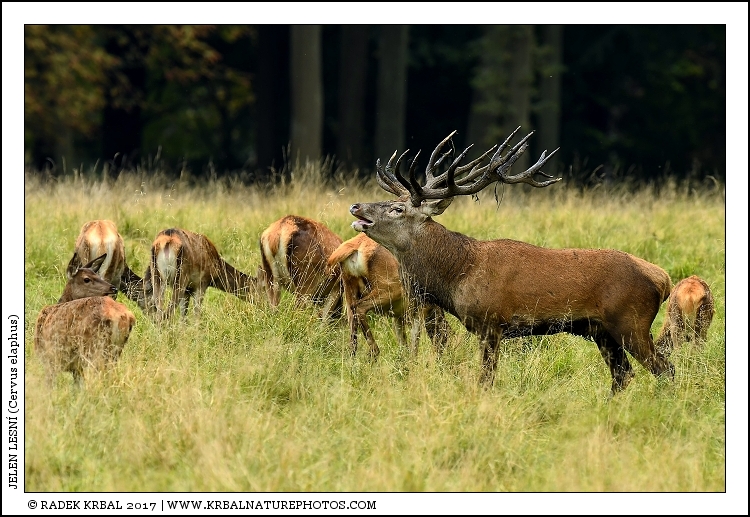 Jelen lesn� | Red Deer | Rothirsch | Cervus elaphus