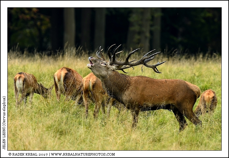Jelen lesn� | Red Deer | Rothirsch | Cervus elaphus