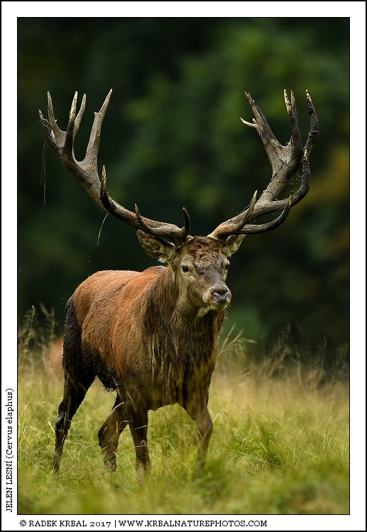 Jelen lesn� | Red Deer | Rothirsch | Cervus elaphus