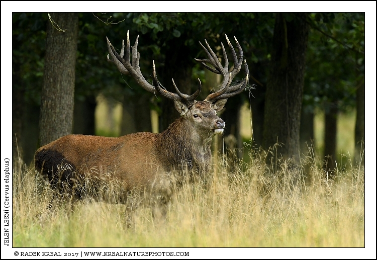 Jelen lesn� | Red Deer | Rothirsch | Cervus elaphus