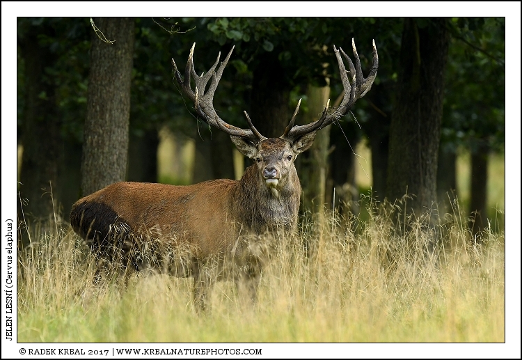 Jelen lesn� | Red Deer | Rothirsch | Cervus elaphus