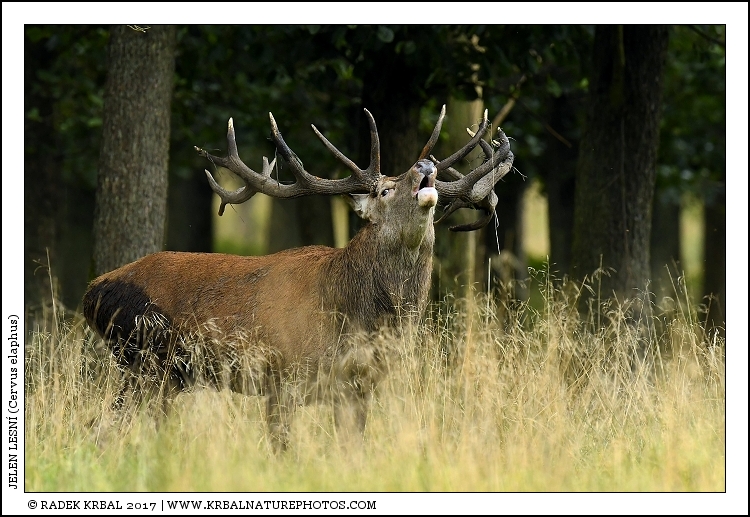 Jelen lesn� | Red Deer | Rothirsch | Cervus elaphus