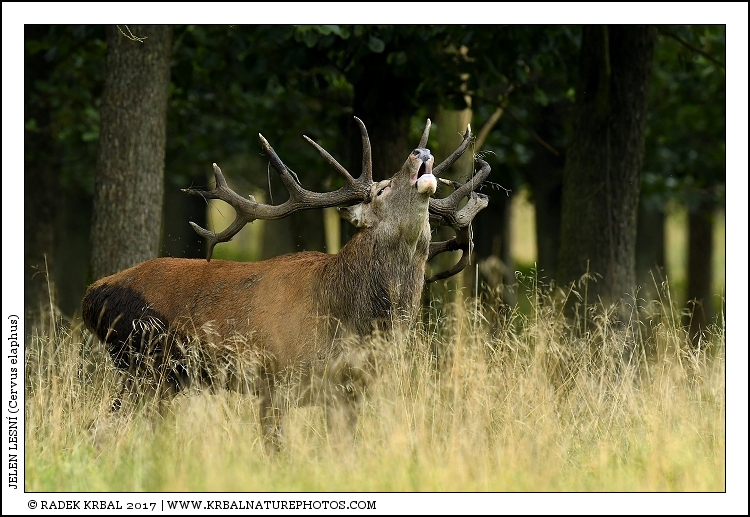 Jelen lesn� | Red Deer | Rothirsch | Cervus elaphus