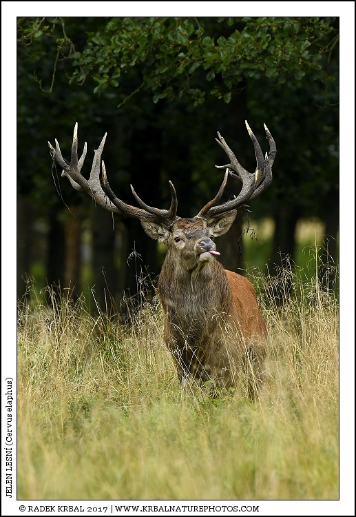 Jelen lesn� | Red Deer | Rothirsch | Cervus elaphus