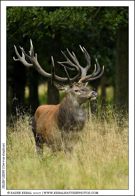 Jelen lesn� | Red Deer | Rothirsch | Cervus elaphus