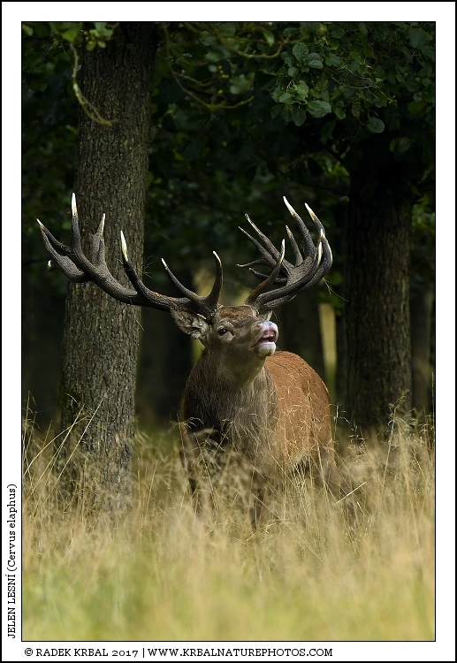 Jelen lesn� | Red Deer | Rothirsch | Cervus elaphus