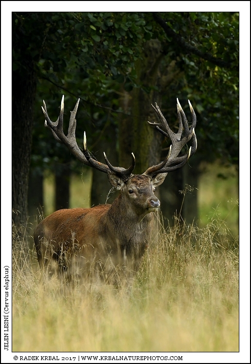 Jelen lesn� | Red Deer | Rothirsch | Cervus elaphus