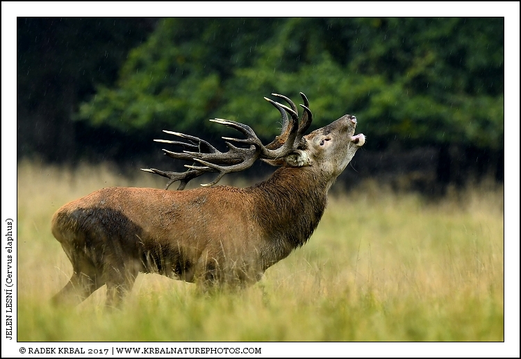 Jelen lesn� | Red Deer | Rothirsch | Cervus elaphus