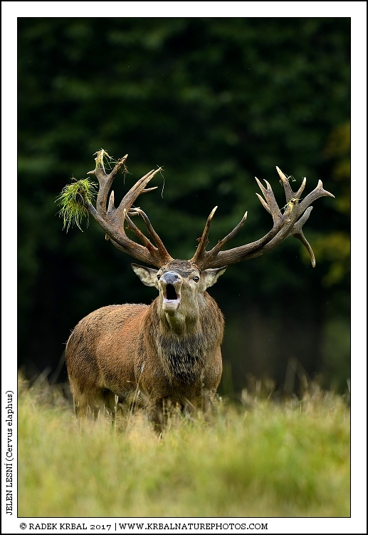 Jelen lesn� | Red Deer | Rothirsch | Cervus elaphus