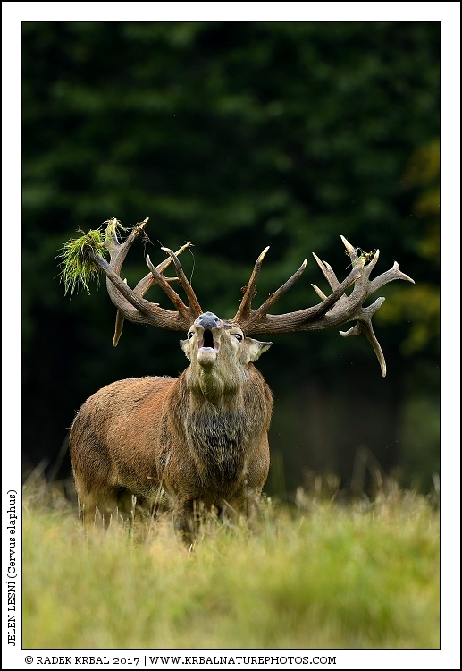 Jelen lesn� | Red Deer | Rothirsch | Cervus elaphus