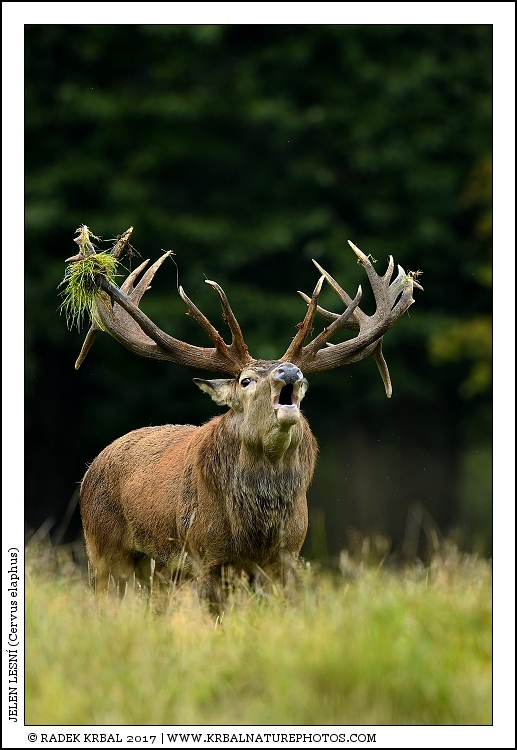 Jelen lesn� | Red Deer | Rothirsch | Cervus elaphus
