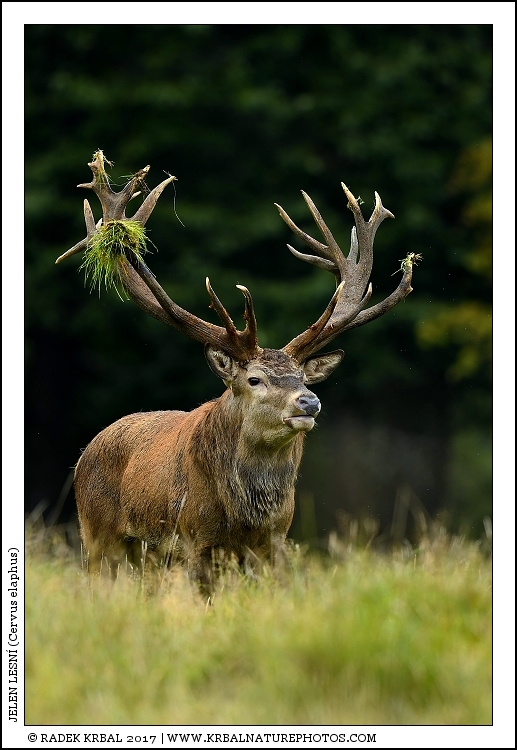 Jelen lesn� | Red Deer | Rothirsch | Cervus elaphus
