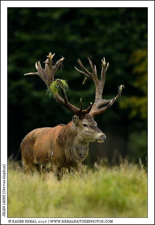 Jelen lesn� | Red Deer | Rothirsch | Cervus elaphus