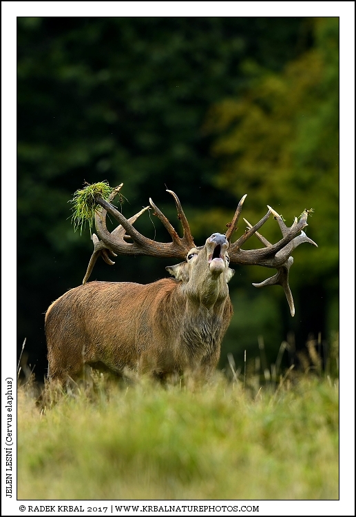 Jelen lesn� | Red Deer | Rothirsch | Cervus elaphus