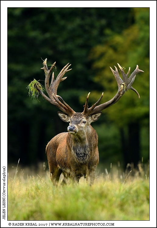Jelen lesn� | Red Deer | Rothirsch | Cervus elaphus