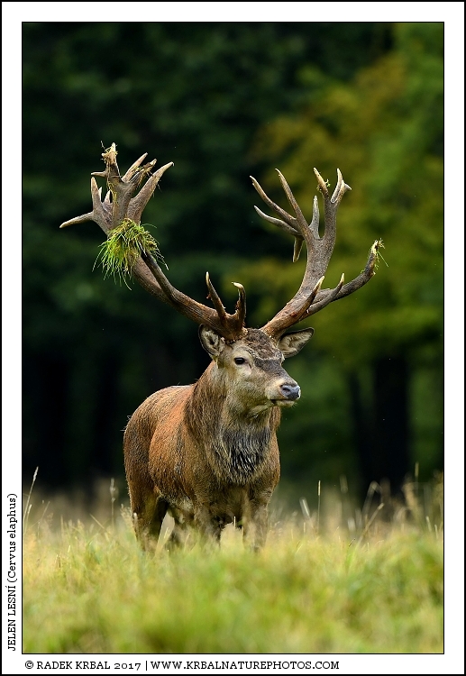 Jelen lesn� | Red Deer | Rothirsch | Cervus elaphus