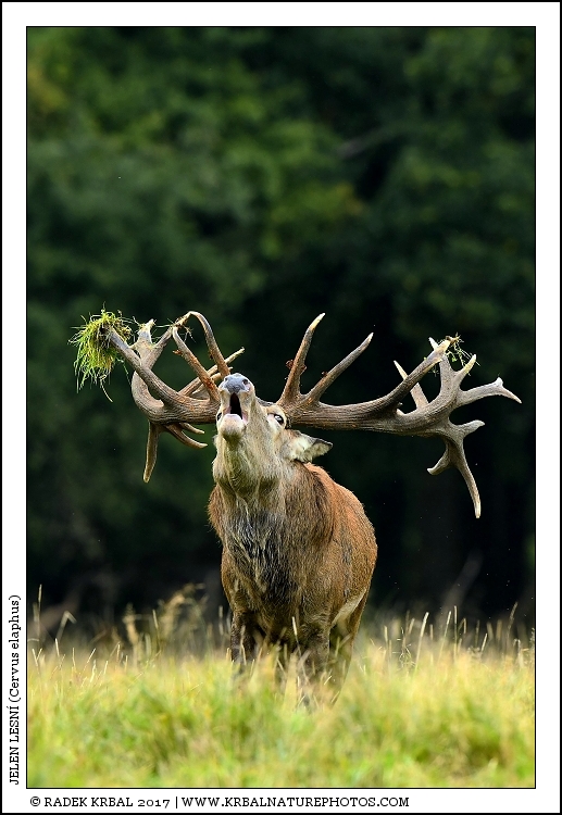 Jelen lesn� | Red Deer | Rothirsch | Cervus elaphus