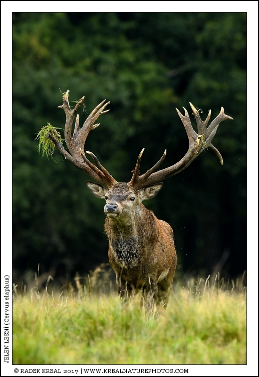 Jelen lesn� | Red Deer | Rothirsch | Cervus elaphus
