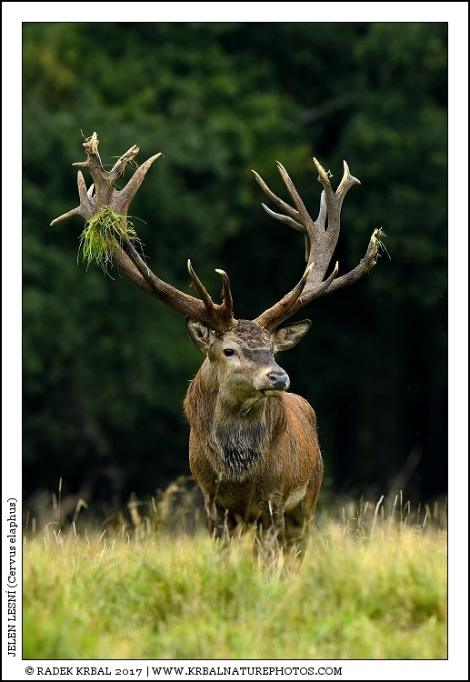 Jelen lesn� | Red Deer | Rothirsch | Cervus elaphus
