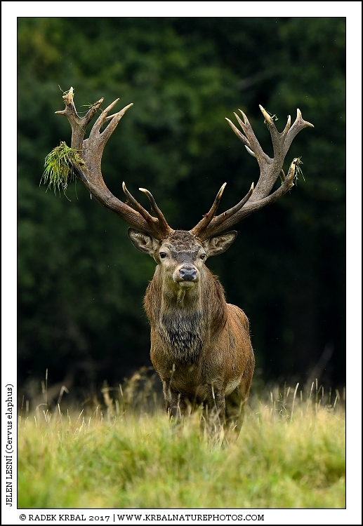 Jelen lesn� | Red Deer | Rothirsch | Cervus elaphus