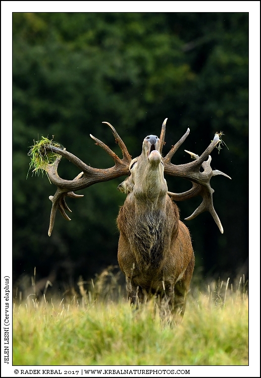 Jelen lesn� | Red Deer | Rothirsch | Cervus elaphus