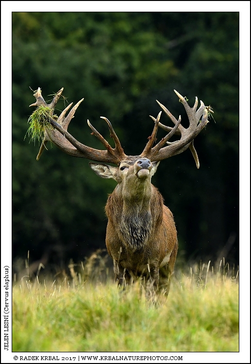 Jelen lesn� | Red Deer | Rothirsch | Cervus elaphus